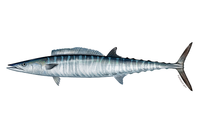 File:Wahoo fish.png