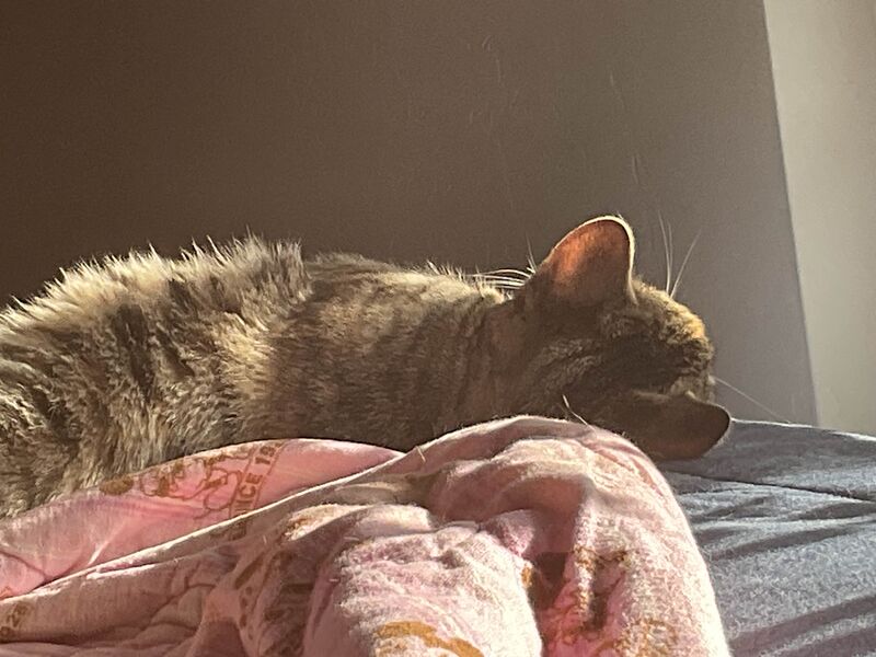 File:Blahaj the cat.jpg