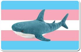 trans shark freind